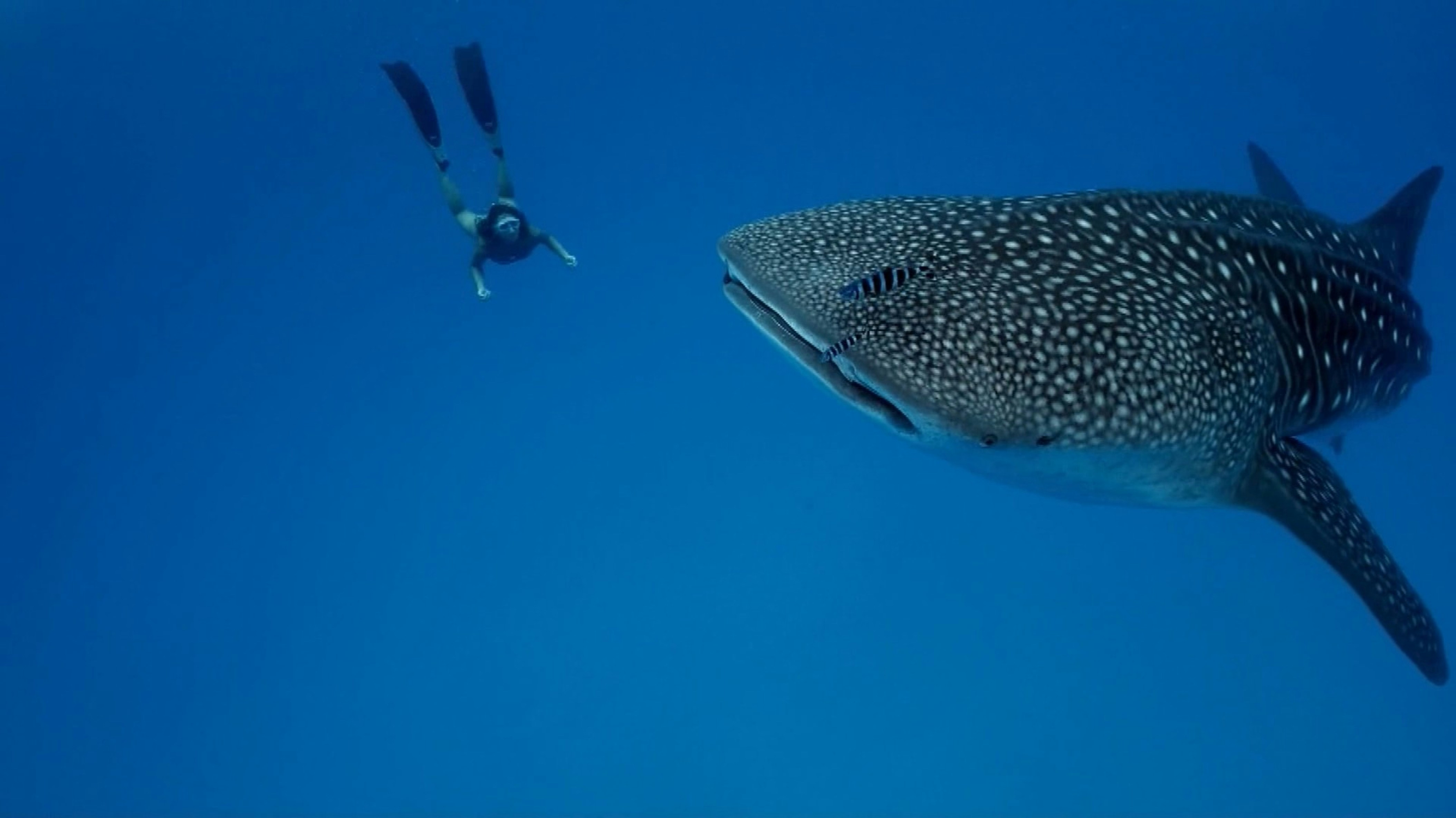swimming with a whale shark