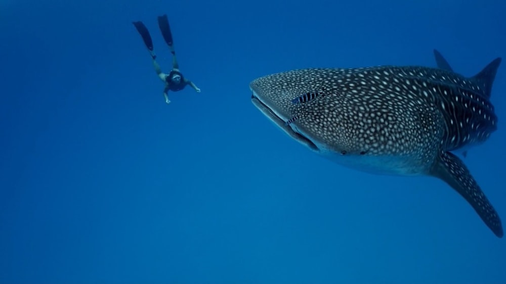 a large fish swimming next to a scuba diver