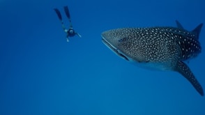 a large fish swimming next to a scuba diver