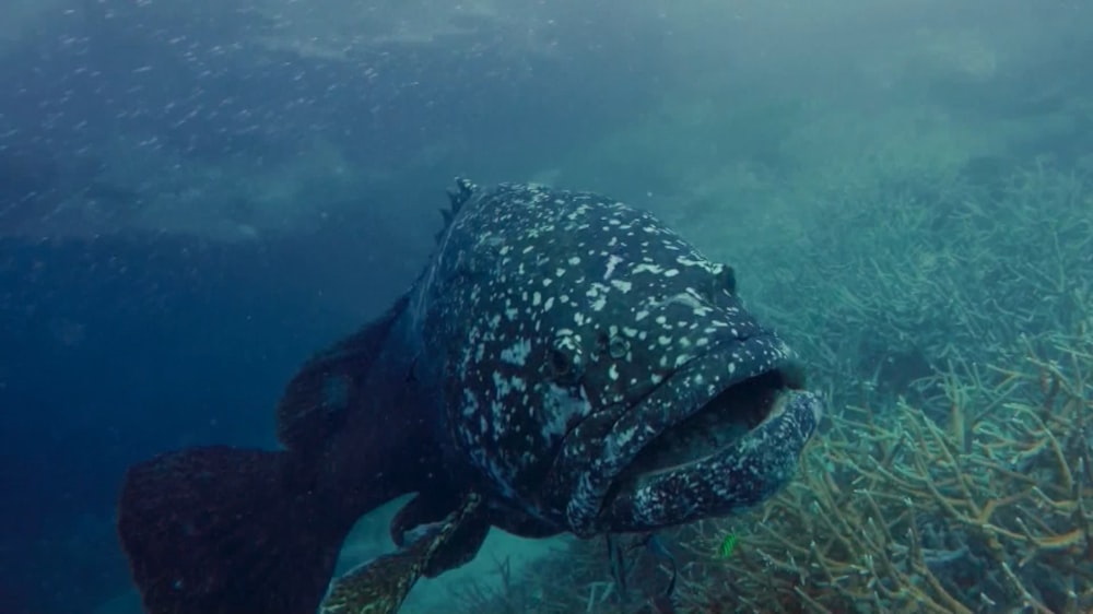 a large group of fish swimming over a coral reef