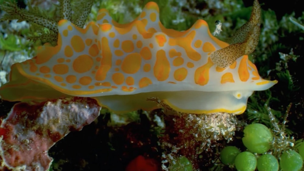 a yellow and white sea slug sitting on top of a green plant