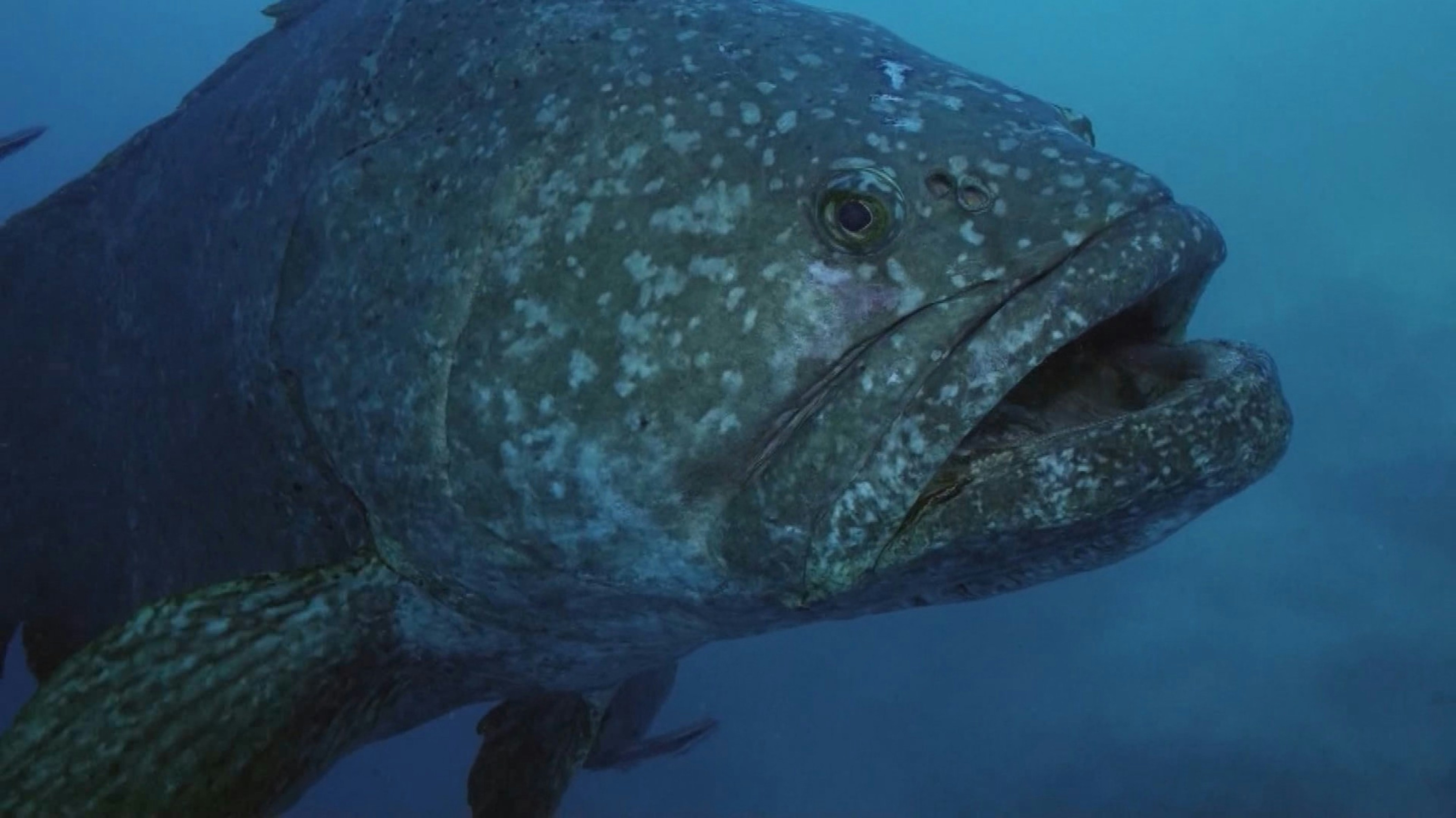 seekor ikan besar dengan mulut terbuka di dalam air