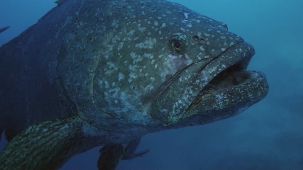 a large fish with its mouth open in the water