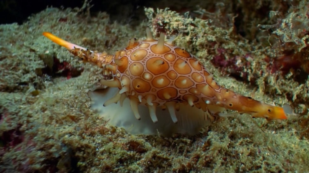 a close up of a sea urchin on a reef