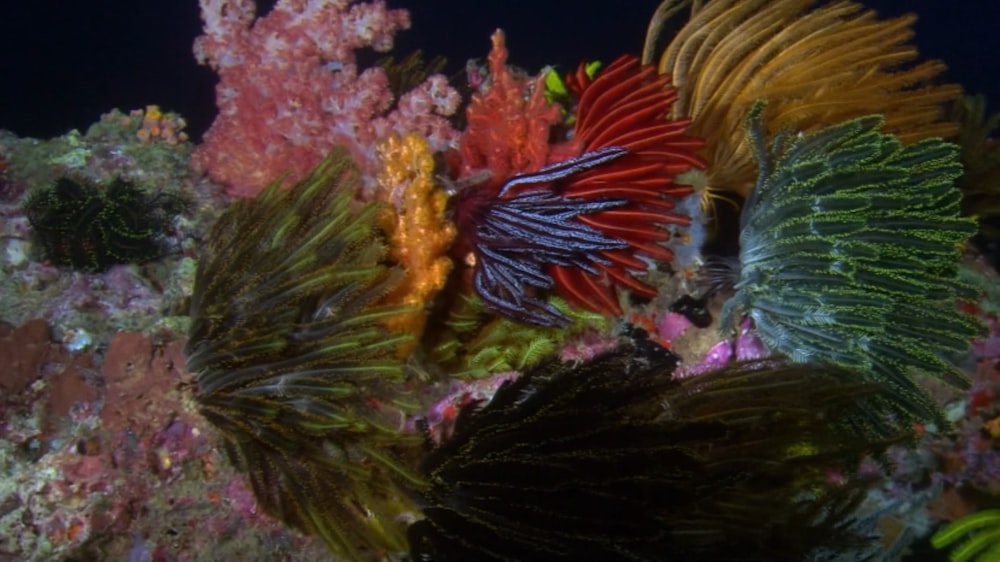Una colorida anémona de mar en un arrecife de coral