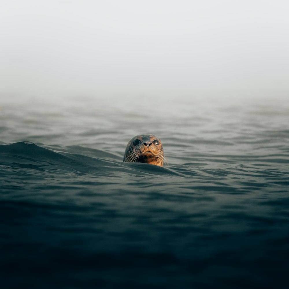 a sea turtle swimming in the ocean on a foggy day