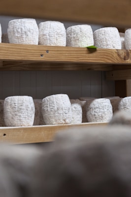 Several rounds of cheese with a textured, white exterior are arranged on wooden shelves. The shelves are part of a storage or aging room.