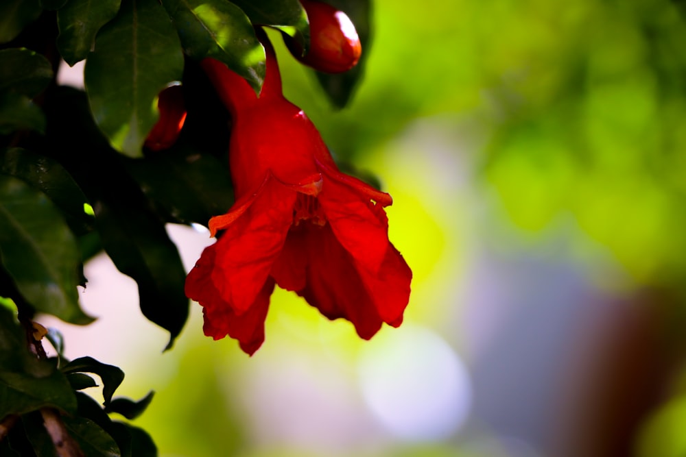 a red flower is hanging from a tree