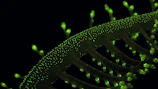 a close up of a green plant stem
