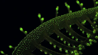 a close up of a green plant stem