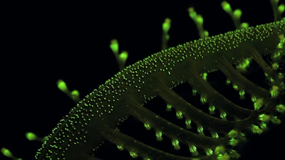 a close up of a green plant stem