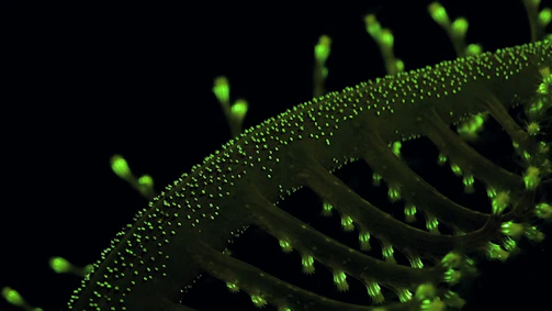a close up of a green plant stem