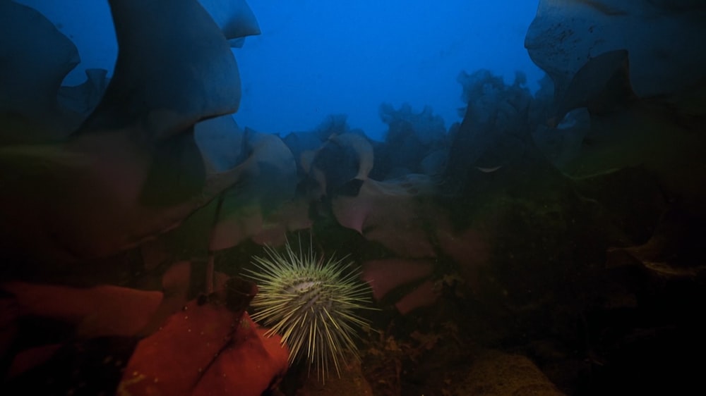 an underwater view of a sea urchin