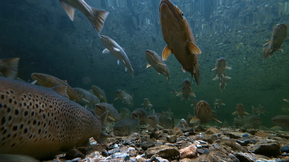 a large group of fish swimming in the water