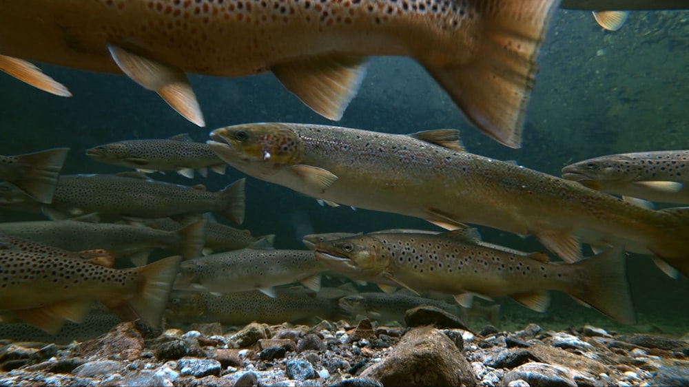 a large group of fish swimming in an aquarium