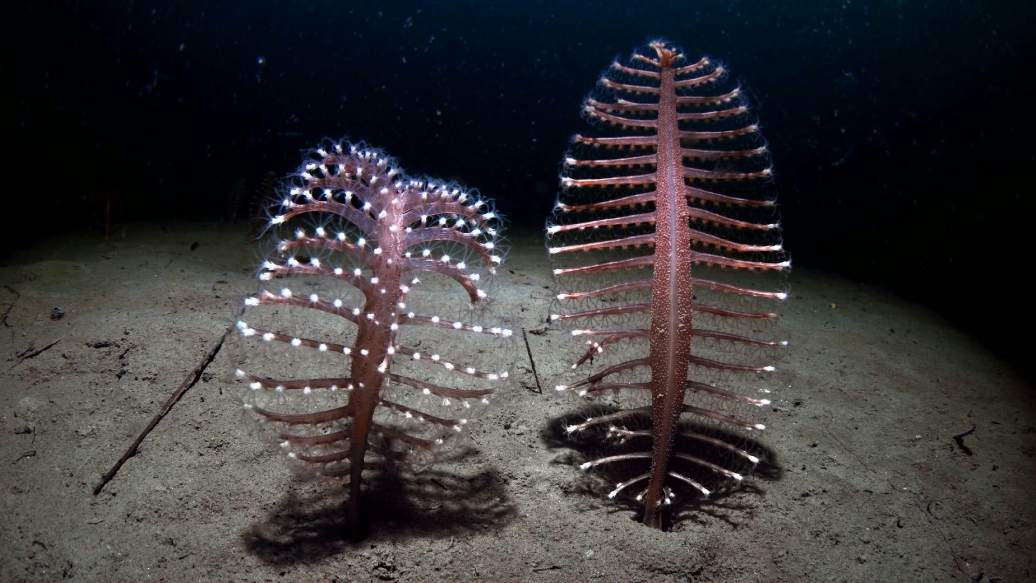 The Shocking Adaptations of Vent Creatures Explained - deep sea vent life research