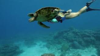 a woman swimming in the ocean with a turtle