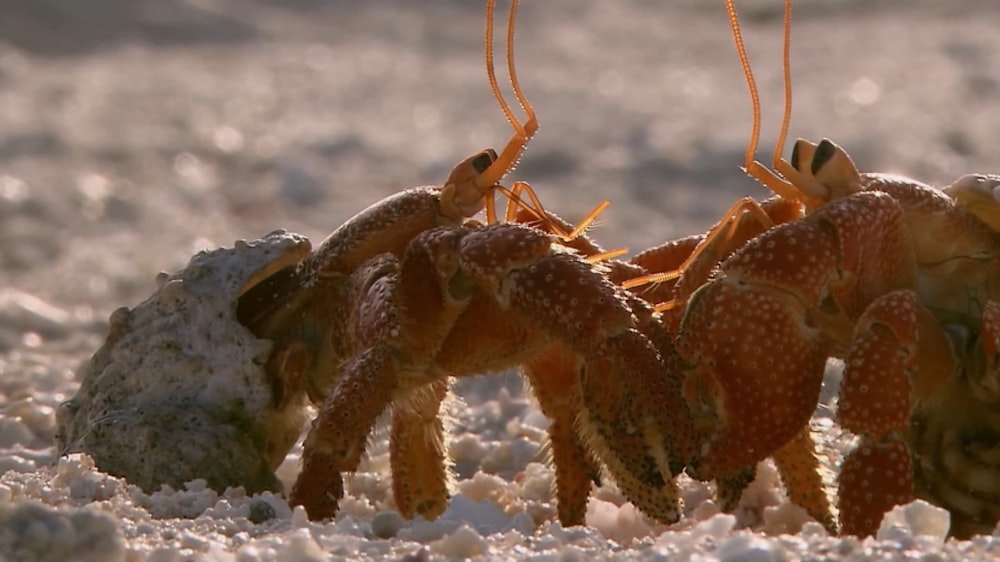 a group of crabs standing on top of a sandy beach