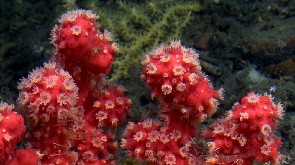 a close up of some corals in the water
