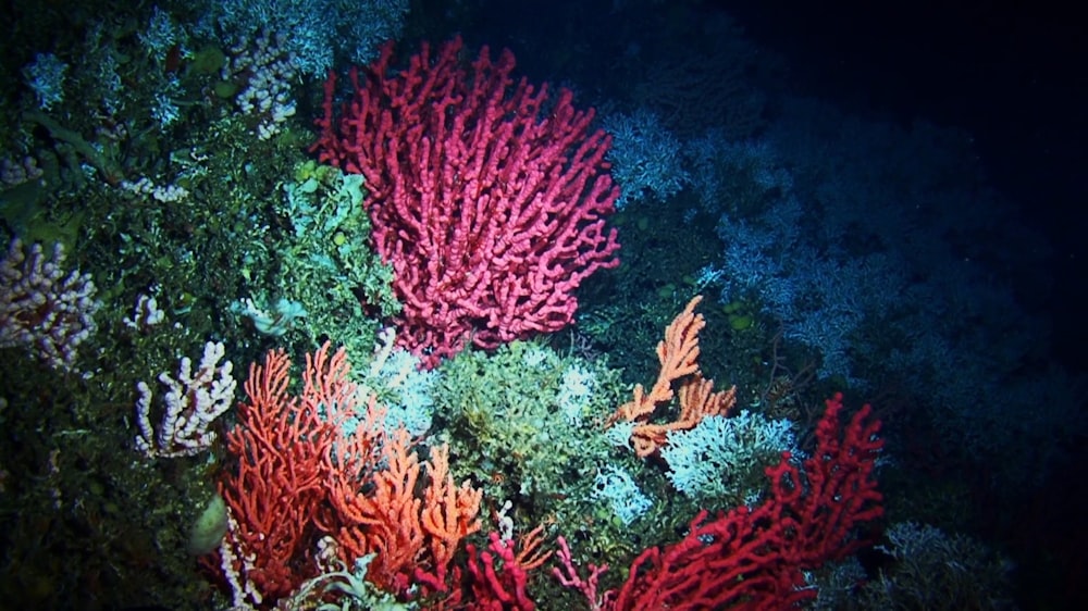 a group of colorful corals on the ocean floor