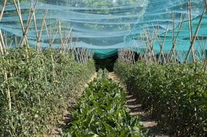 a row of green plants with a blue tarp over them