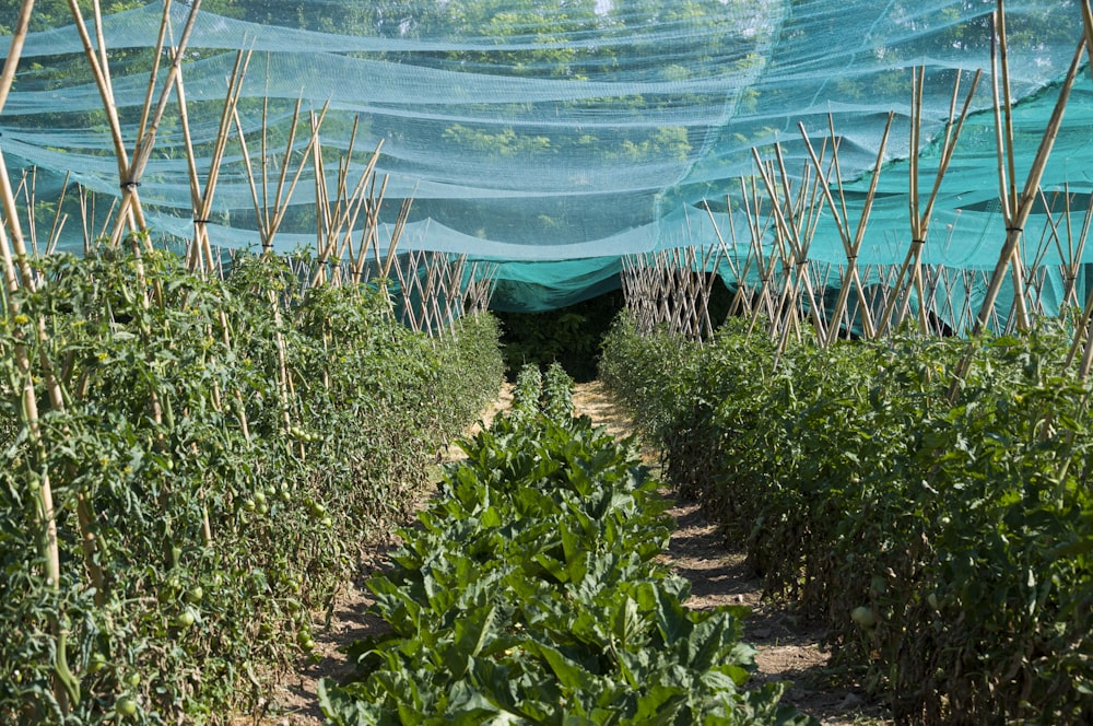a row of green plants with a blue tarp over them