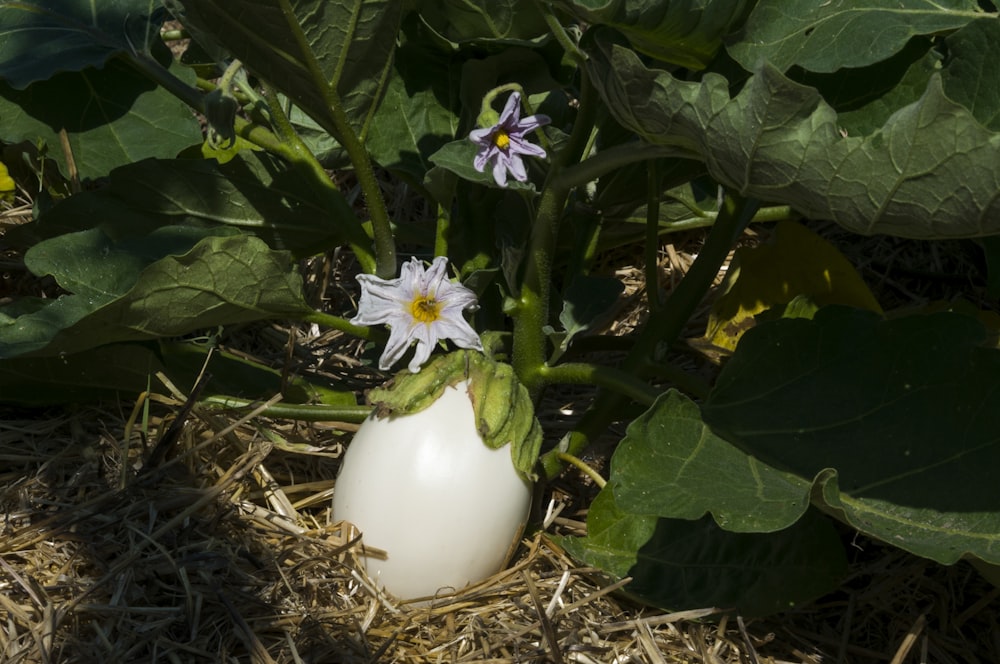 a white egg sitting in the middle of a field