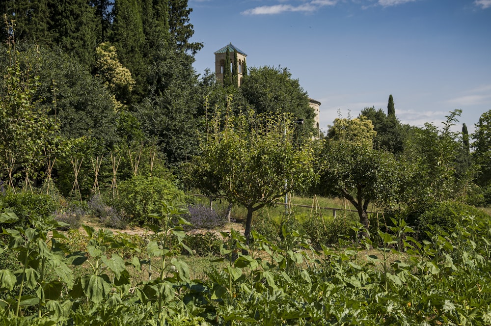 a church tower in the distance surrounded by trees