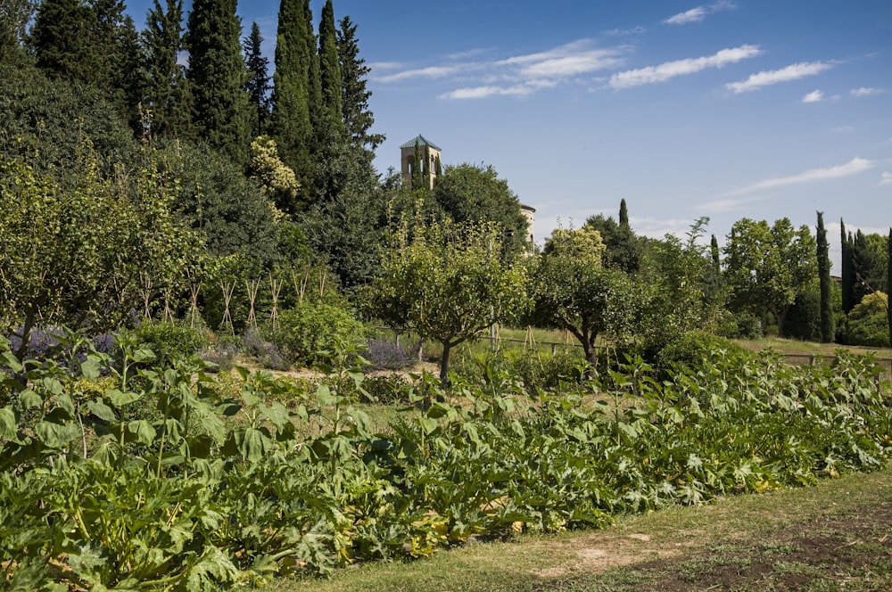 a lush green field filled with lots of trees