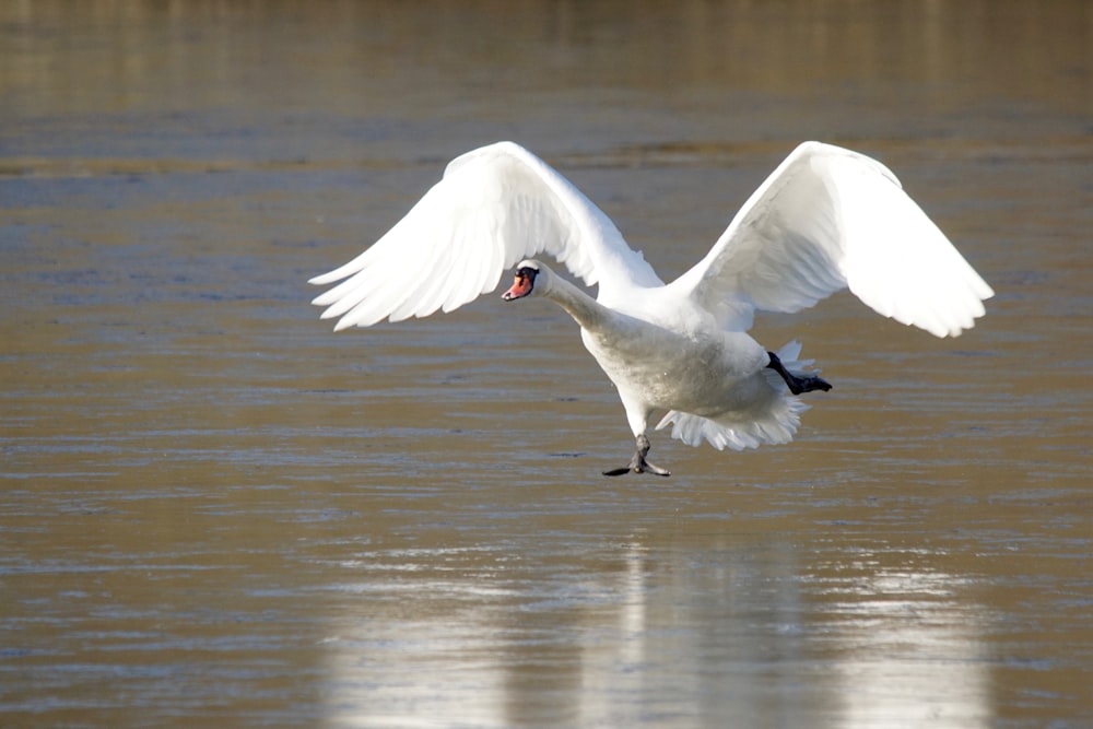 a white bird with its wings spread out flying over a body of water