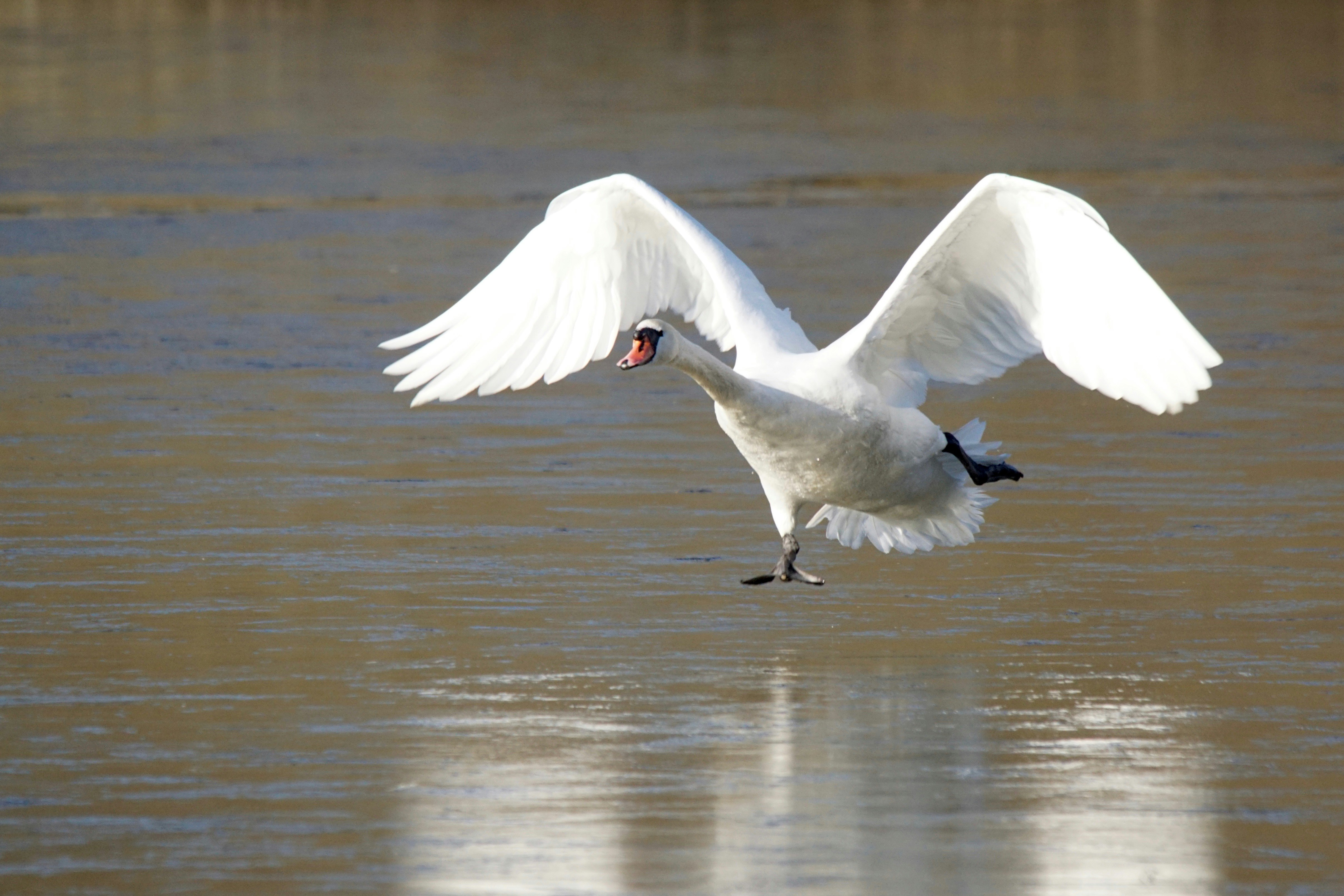 Swan running on ice