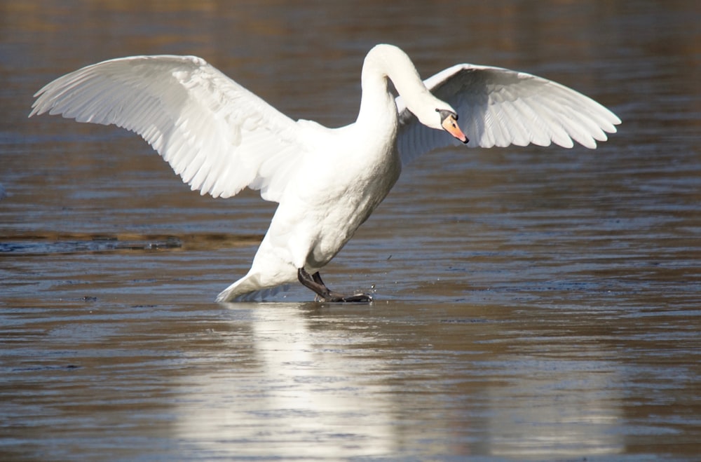 um grande pássaro branco com suas asas abertas