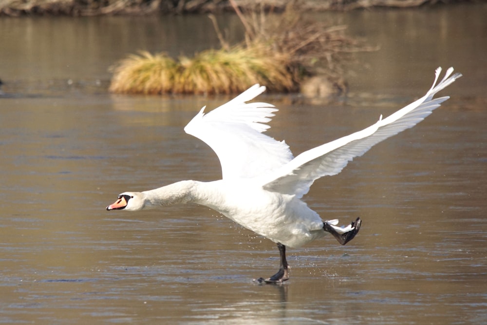 Ein weißer Schwan fliegt über ein Gewässer