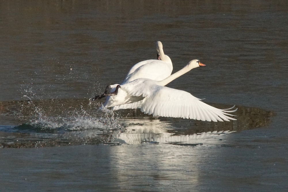 a couple of white birds flying over a body of water