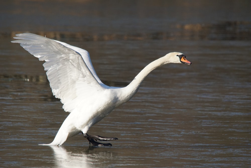 Un grand oiseau blanc aux ailes déployées