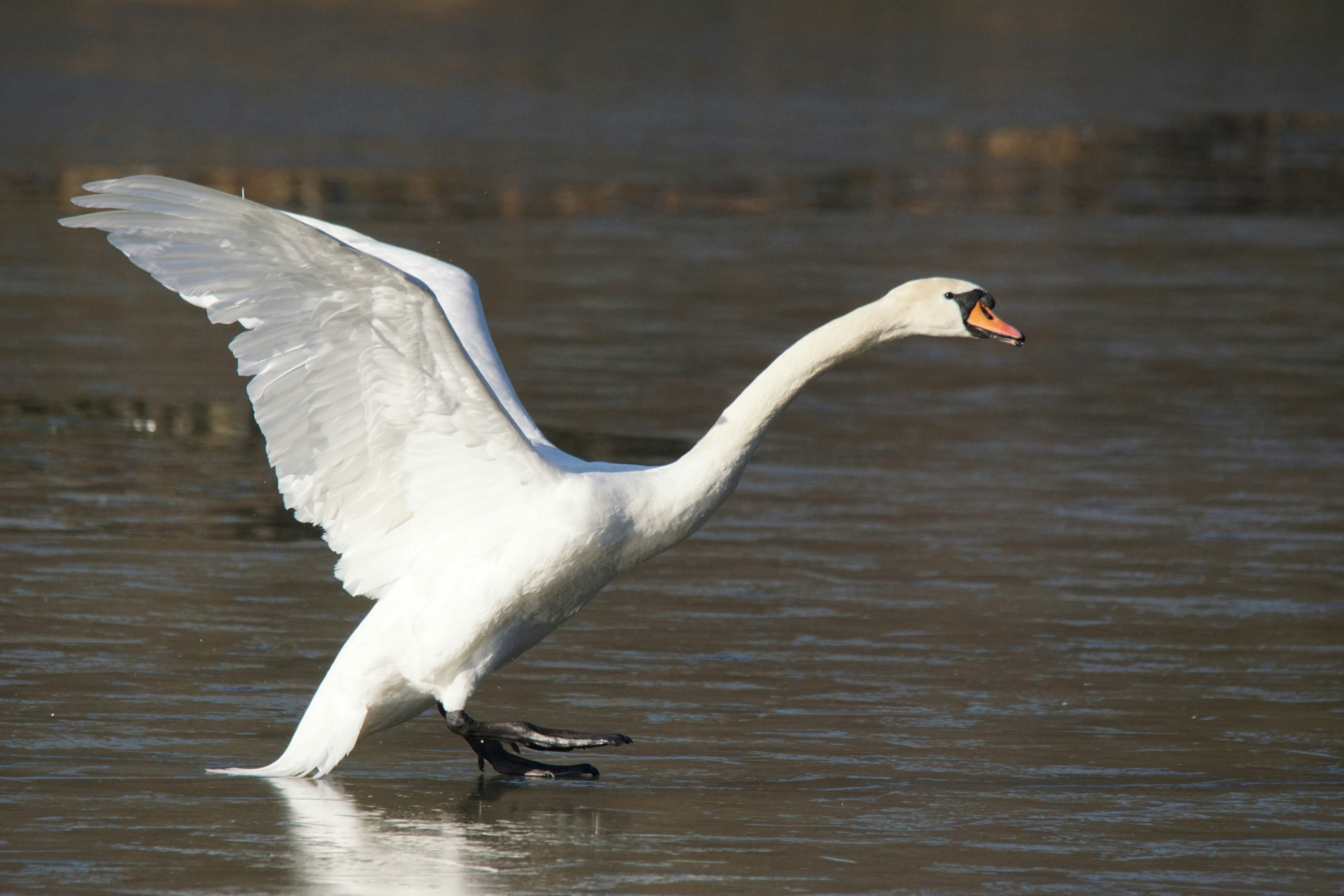 Swan landing on ice
