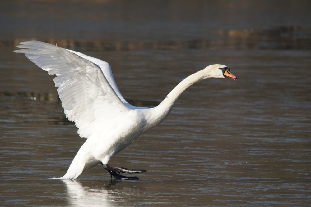 a large white bird with its wings spread