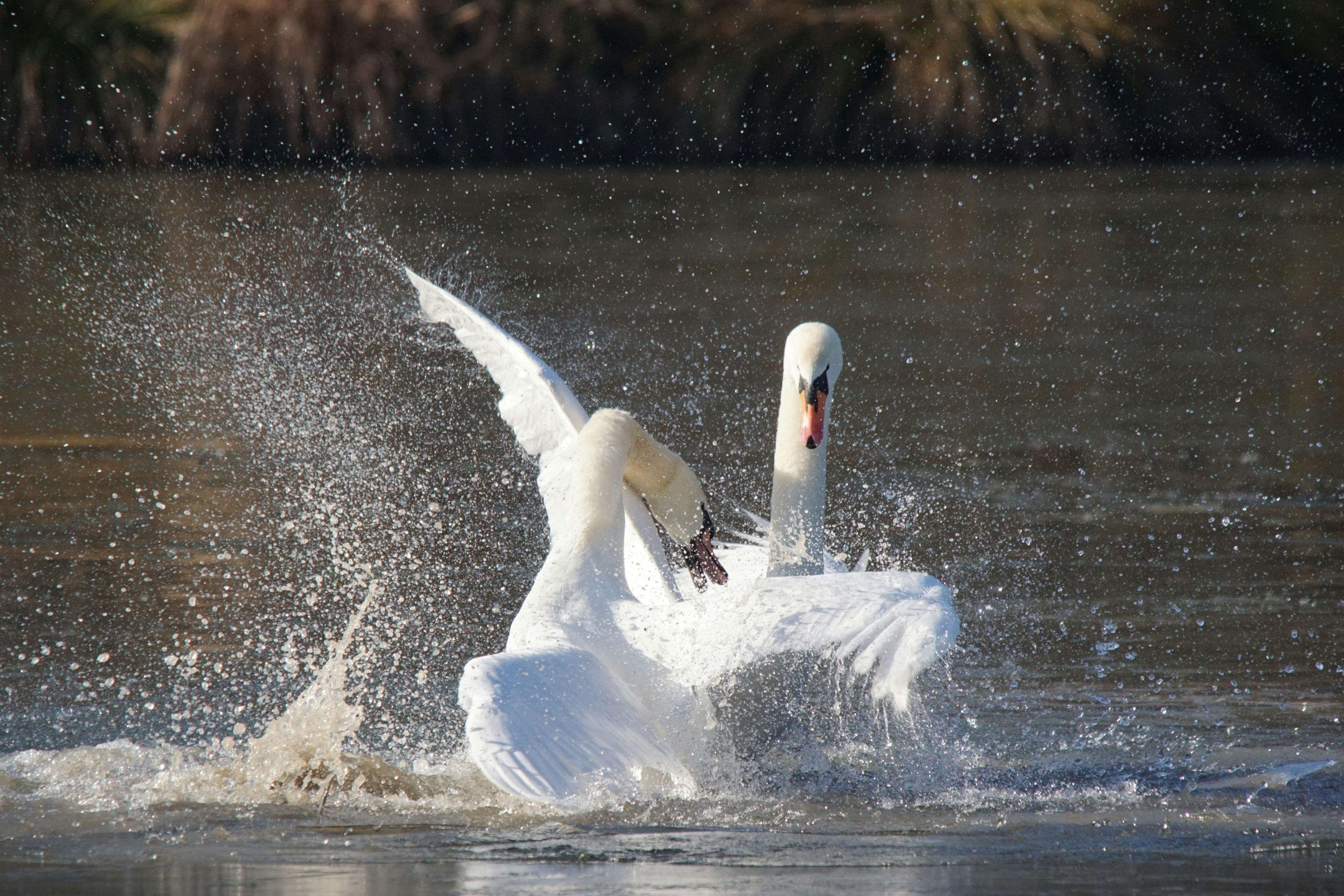 Two swans fighting in a frozen pond