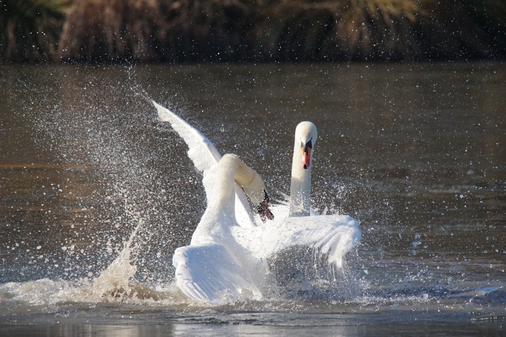 Ein weißer Schwan schlägt mit den Flügeln ins Wasser