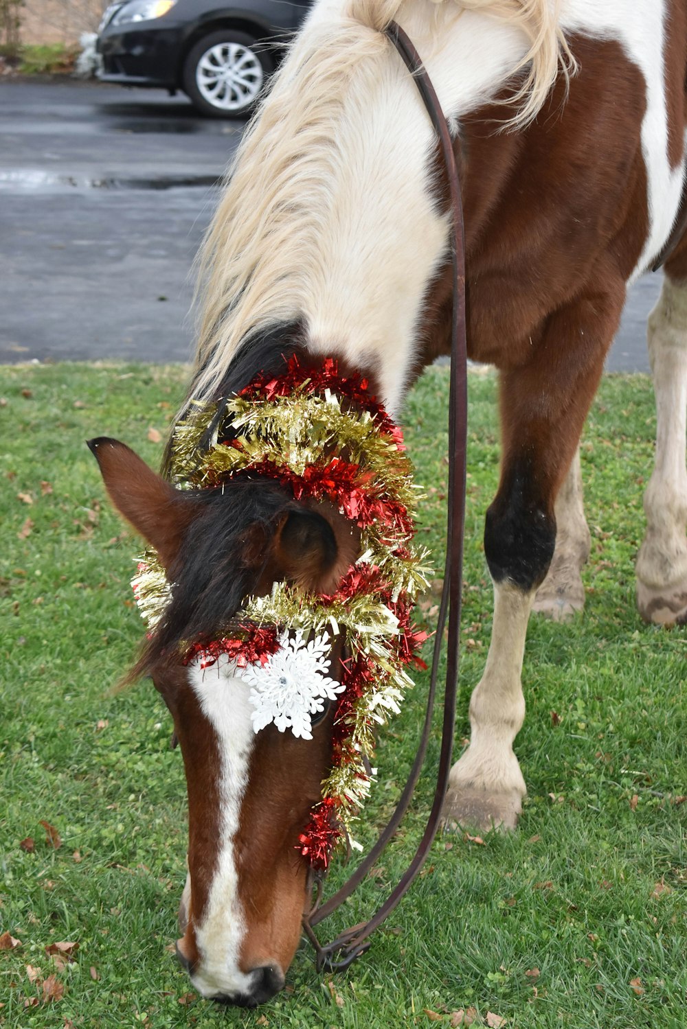 a brown and white horse wearing a christmas wreath