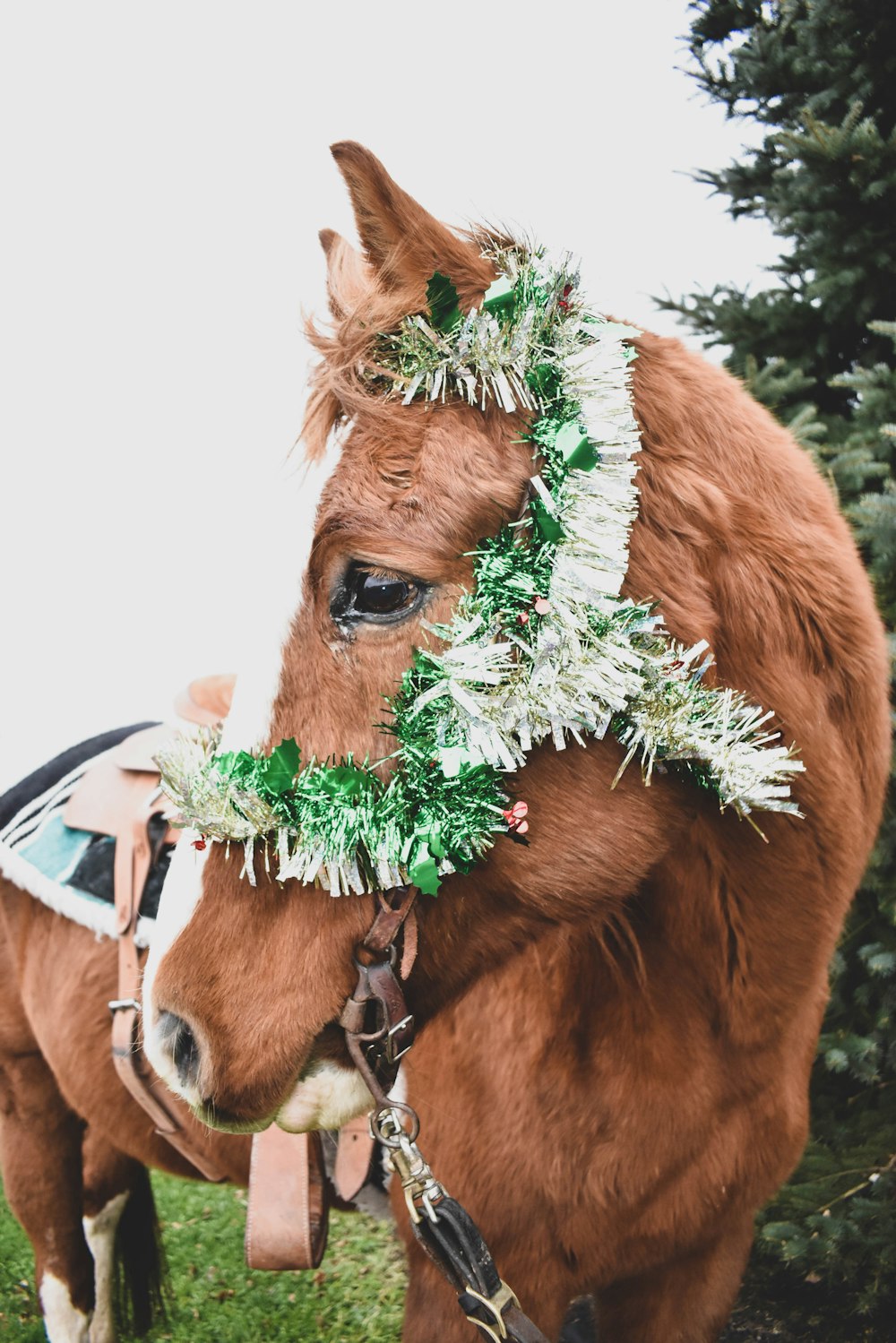 Un cheval brun portant une couronne de Noël sur la tête