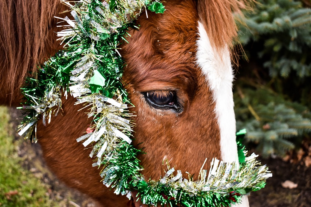 a close up of a horse with a wreath on its face