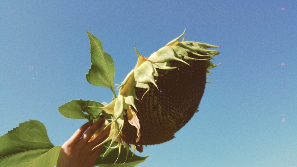 a sunflower being held up by a person's hand