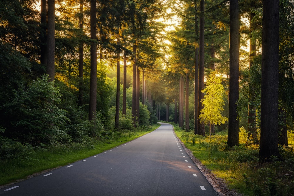 an empty road in the middle of a forest