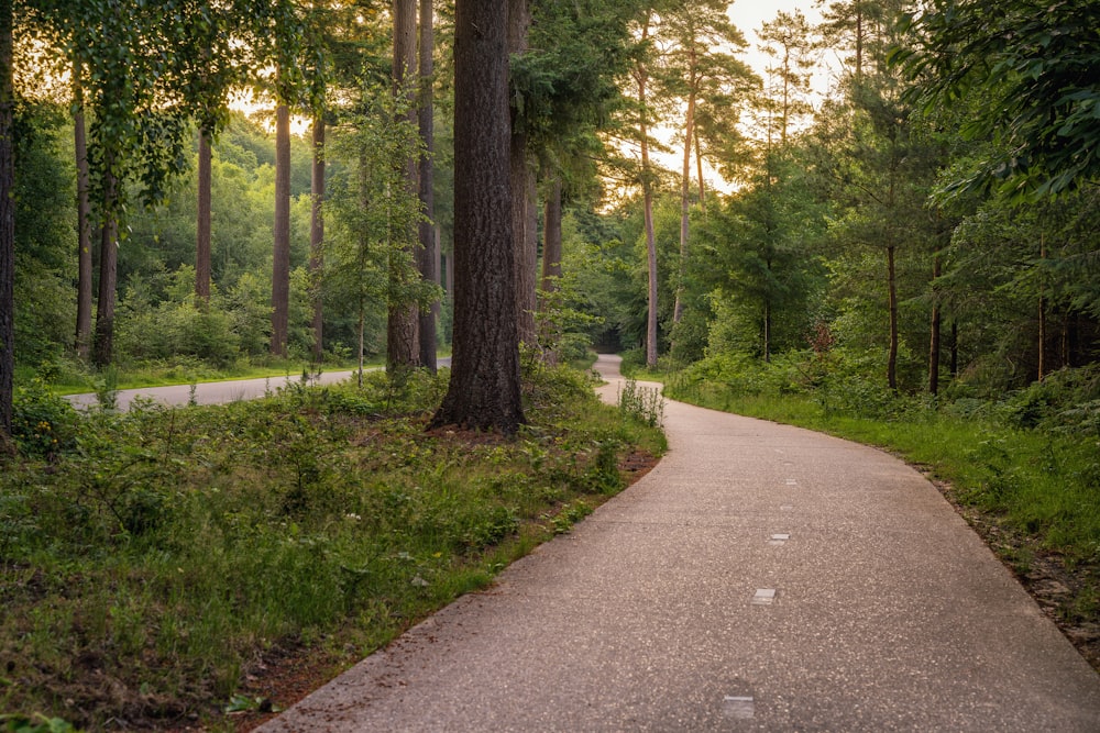 a path in the middle of a wooded area