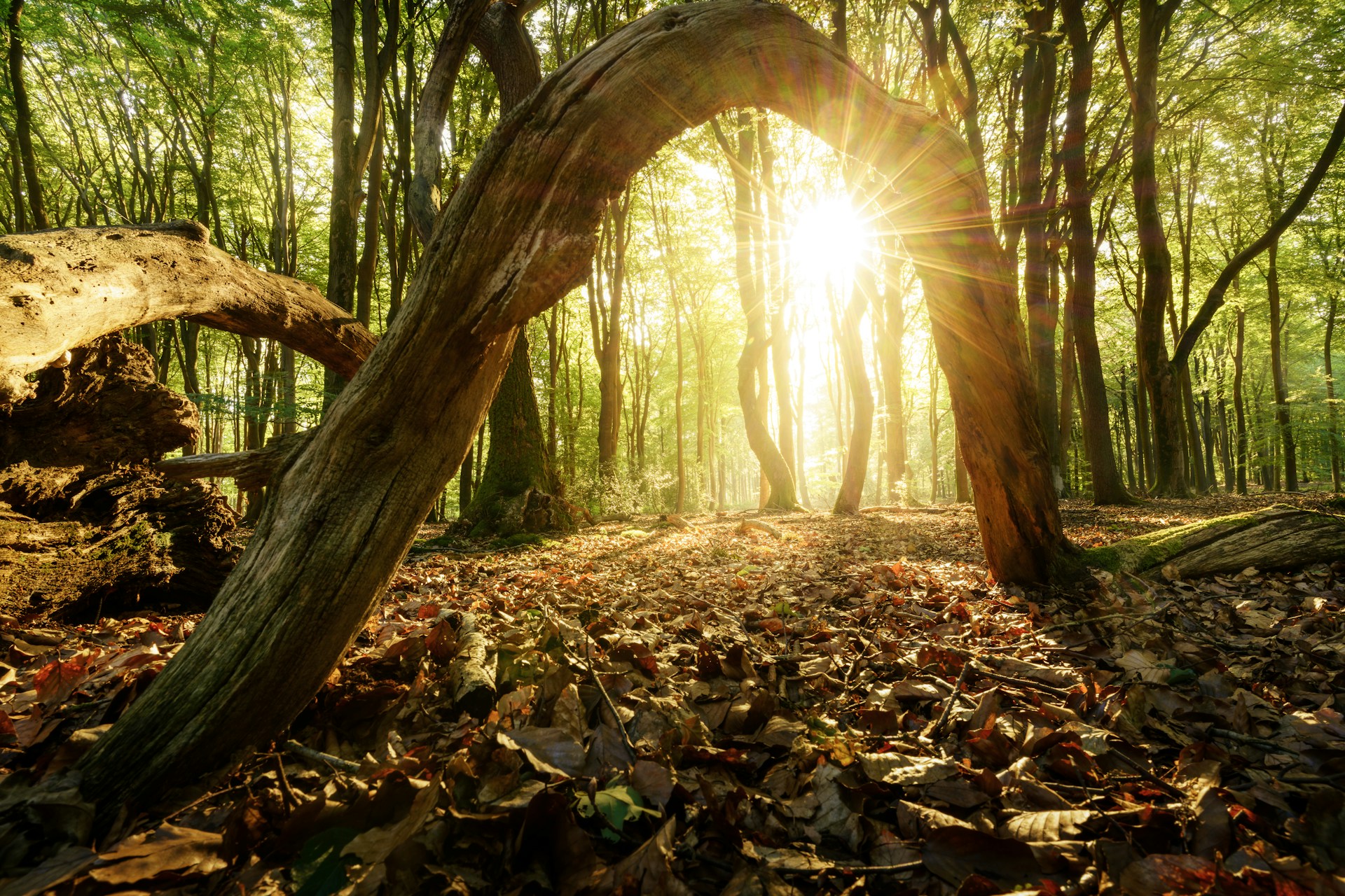 the sun is shining through the trees in the woods