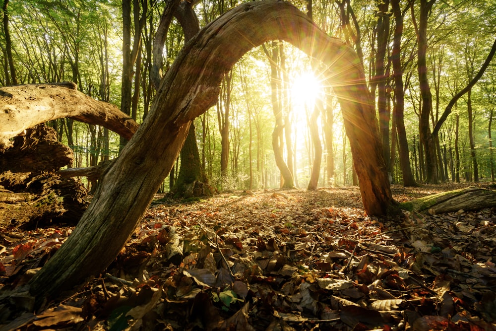 the sun is shining through the trees in the woods