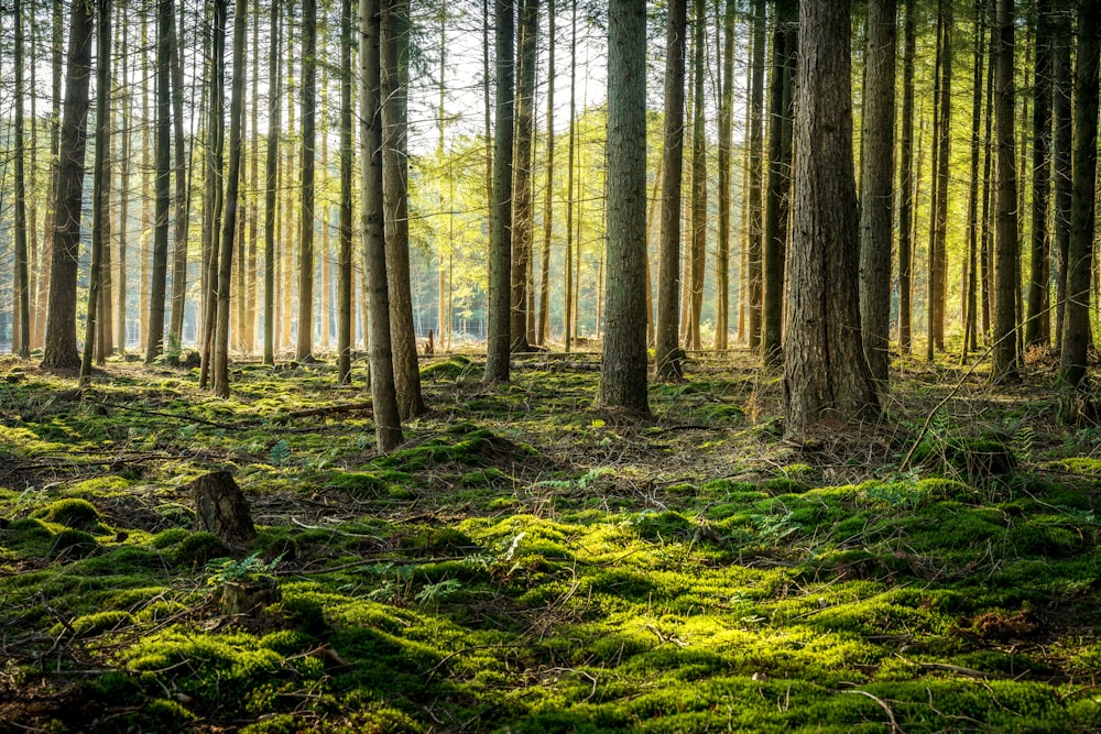 a forest filled with lots of tall trees