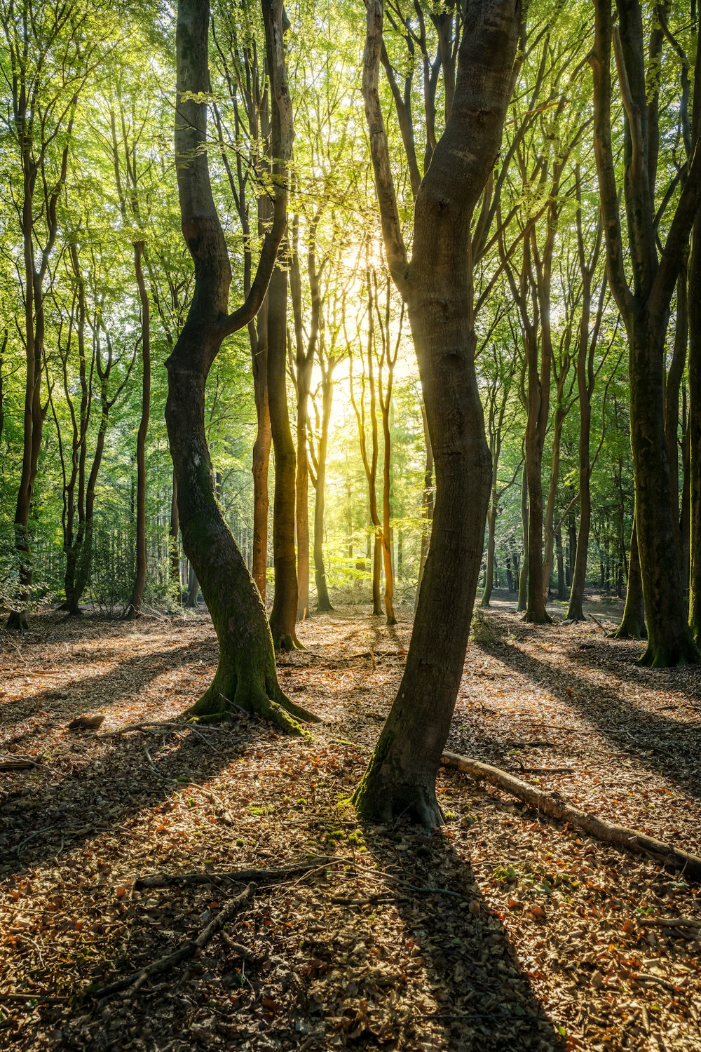 the sun shines through the trees in the forest