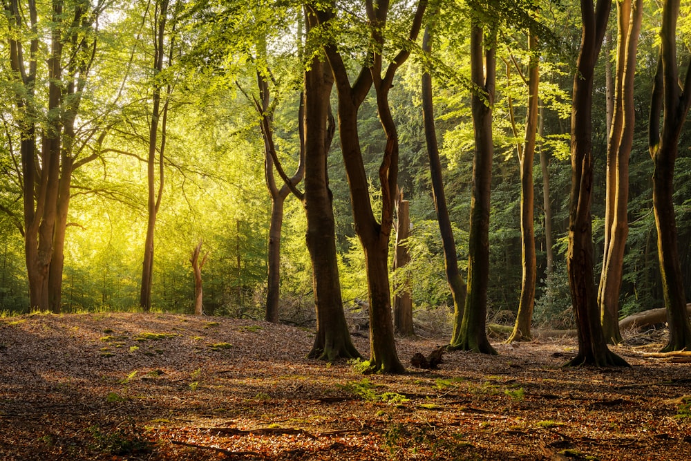 a forest filled with lots of green trees